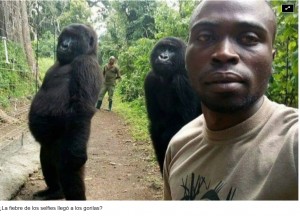 La curiosa selfie de dos gorilas de pie y en pose (y porqu no debera sorprendernos tanto)