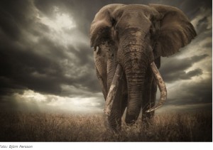 Descalificado el ganador de un concurso de foto de naturaleza por retocar demasiado las orejas de un elefante
