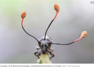 La espectacular imagen de un `hongo zombi` que toma el control absoluto de un escarabajo en Per