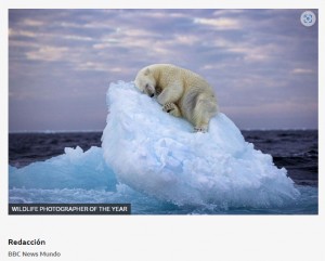 `Cama de hielo`: la conmovedora foto de un oso durmiendo que gan el concurso de fotografa del Museo de Historia Natura