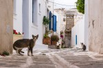 Tres gatos (De la serie GRECIA)