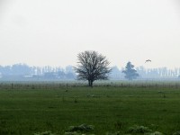 neblina sobre el campo