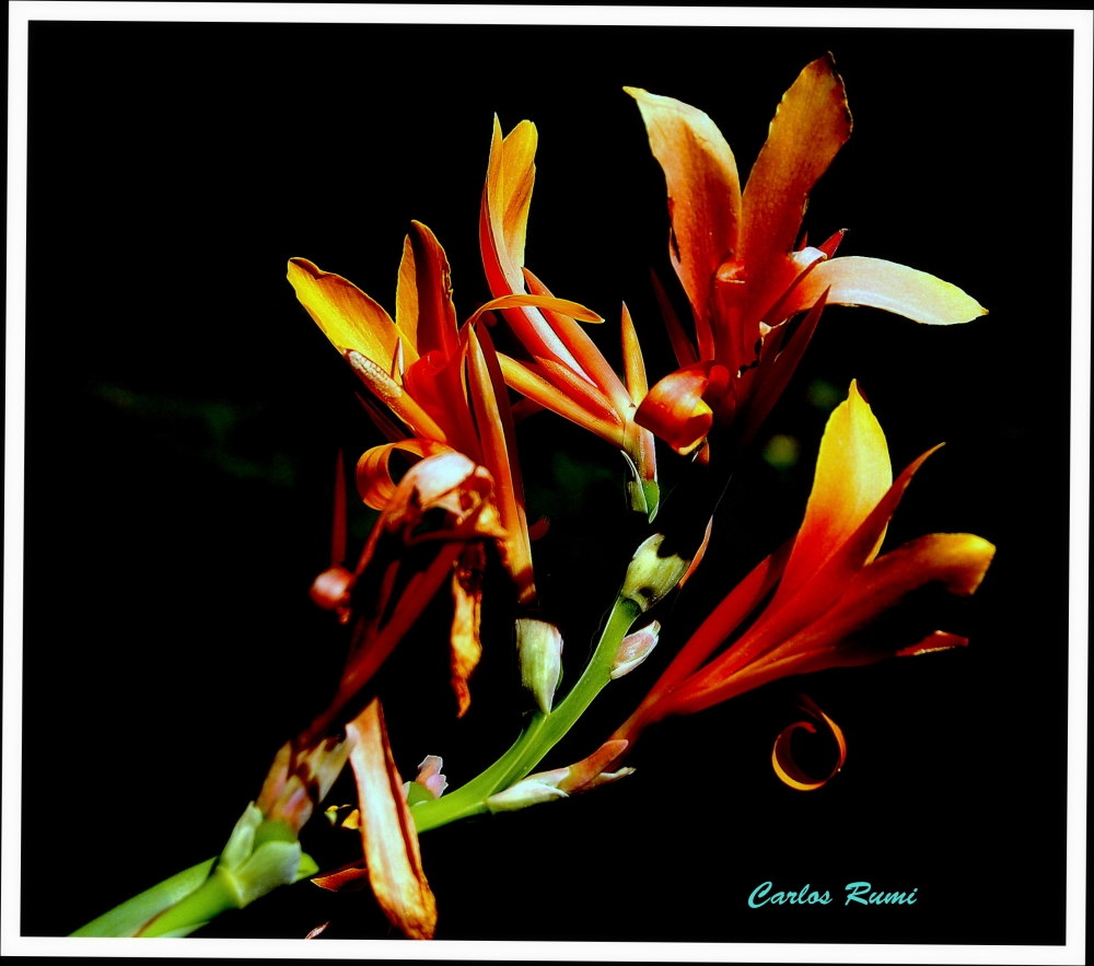 "flor" de Carlos Domingo Rumi