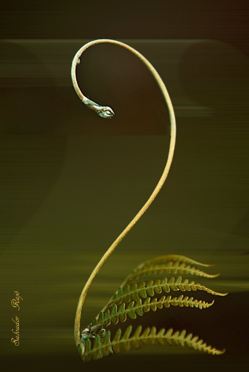 "Cisne" de Salvador Raj