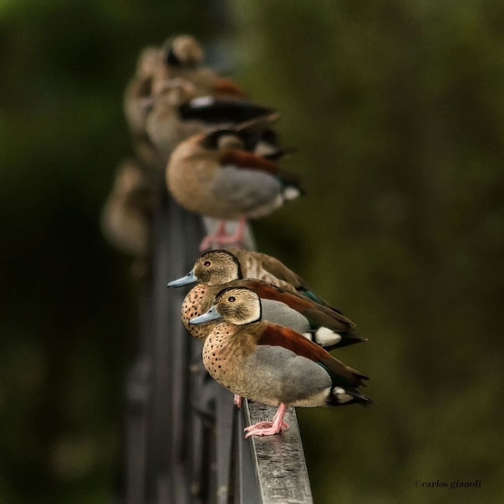 "Patos en fila" de Carlos Gianoli