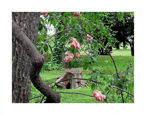 "el jardin secreto" de Lilian Moras (morita)
