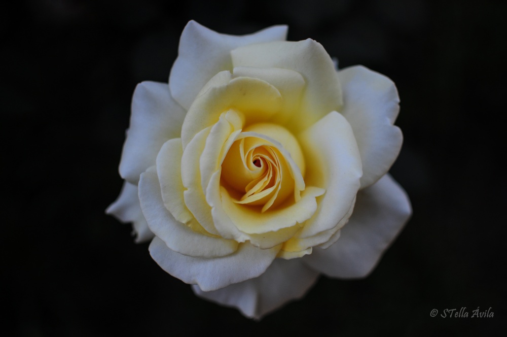 "Simplemente una rosa" de Stella Avila