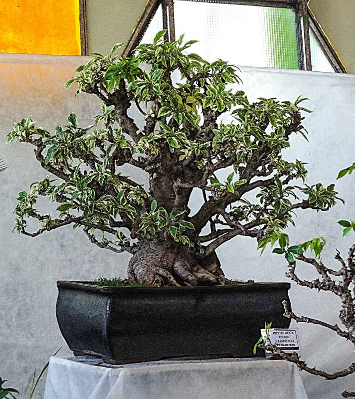 "Bonsai (Phytolacca Dioca Variegado)" de Roberto A. Torres