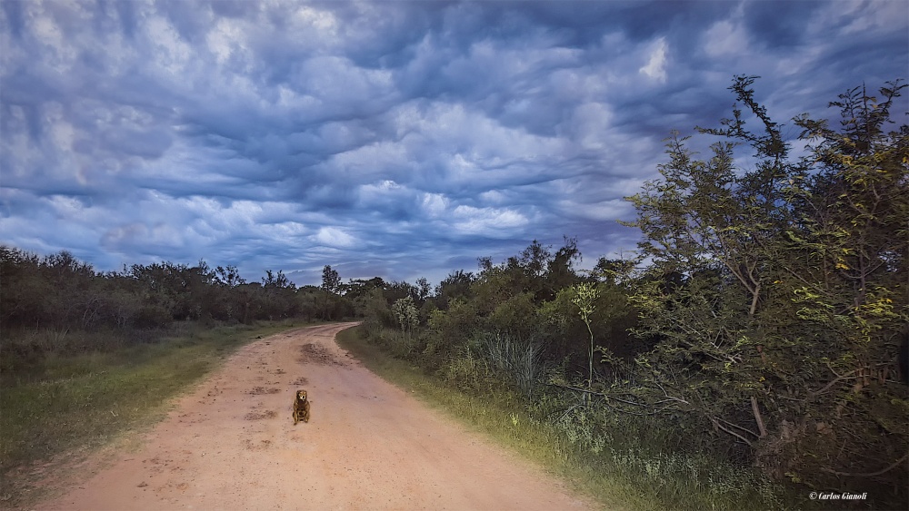 "Solos, el perro y yo, esperando la tormenta." de Carlos Gianoli