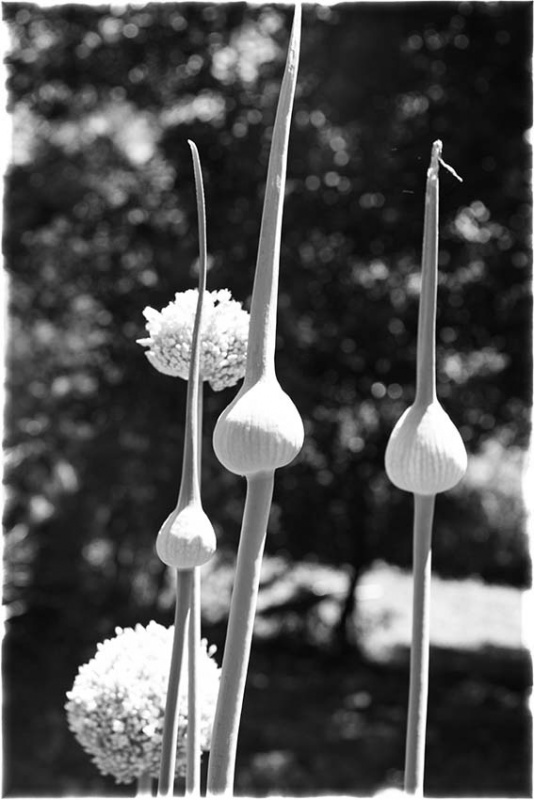"cebollines y sus flores." de Vernica Dana