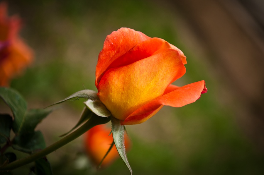 "o quizas simplemente te regale una rosa....." de Daniel Aciar
