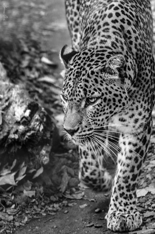"ZooPresos: Leopardo..." de Carmen Esteban