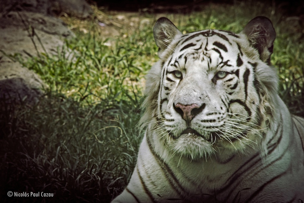 "Tigre" de Nicolas Paul Cazau