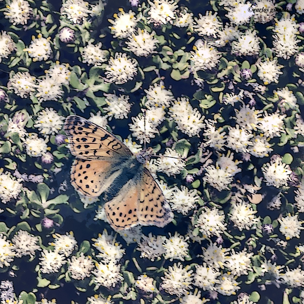 "Mariposa naranja sobre flores blancas" de Carlos Gianoli
