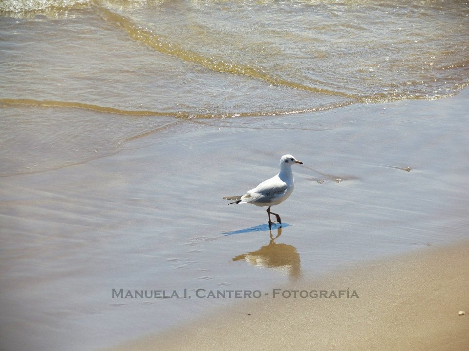 "Da de playa" de Manuela Iriel Cantero