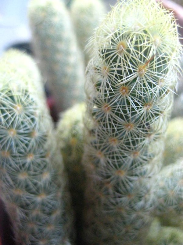 "cactus" de Alicia Tiziano