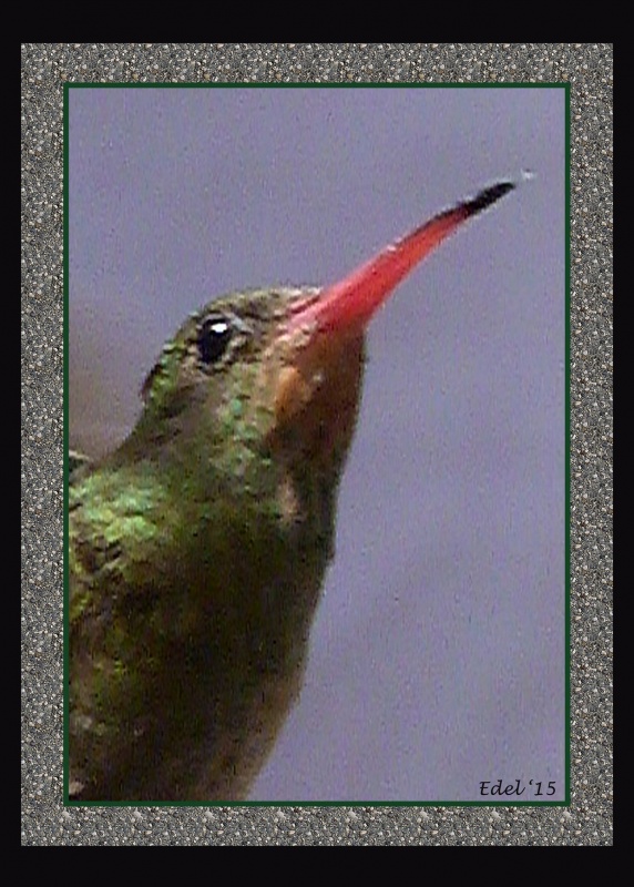 "retrato de un colibri" de Edel Lopez