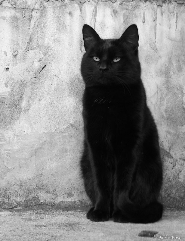 "Gato negro III." de Pablo Pose