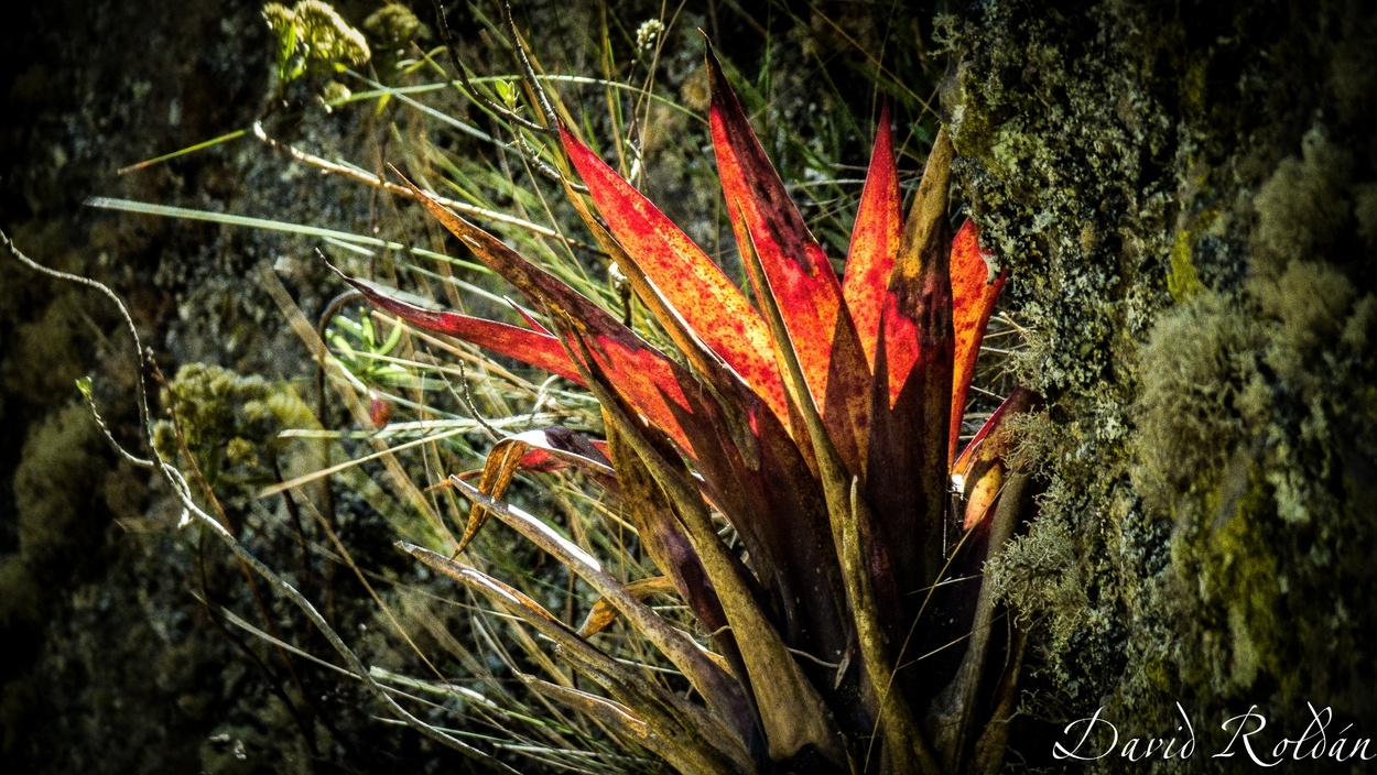 "orange plants from Cajamarca" de David Roldn