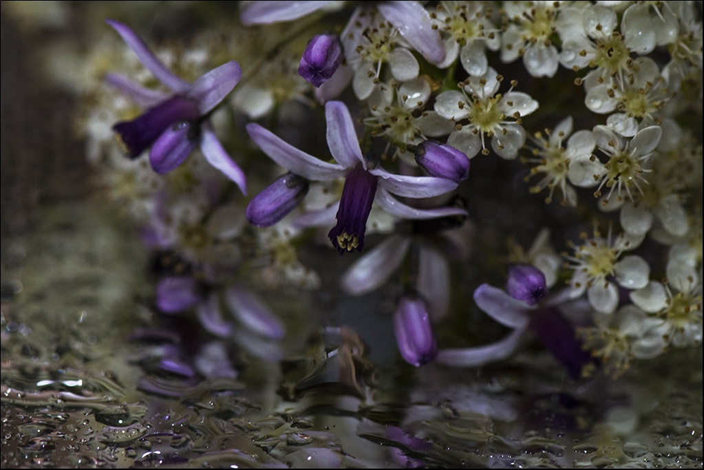 "Hermoso aroma, la flor del paraso." de Silvia Beatriz Insaurralde (petalo)