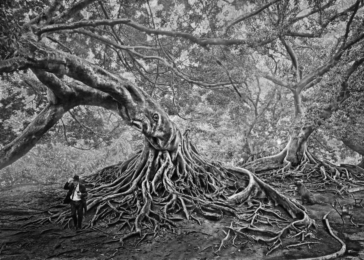 "Roots" de Jos Mara Perez
