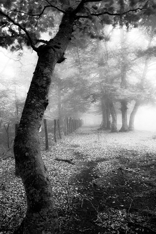 "Dias de niebla." de Antonio Cantabrana
