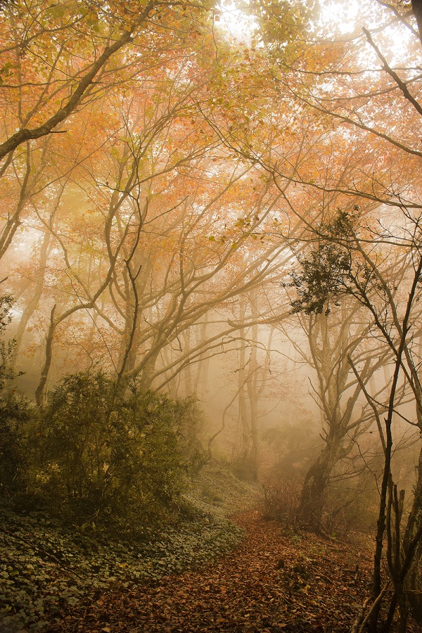 "Caminos que la niebla guarda." de Antonio Cantabrana