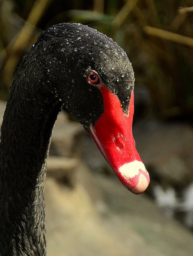 "cisne negro (posando)" de Oscar Nuez