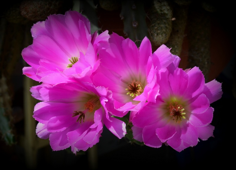 "Cactus en flor" de Jorge Berterretch