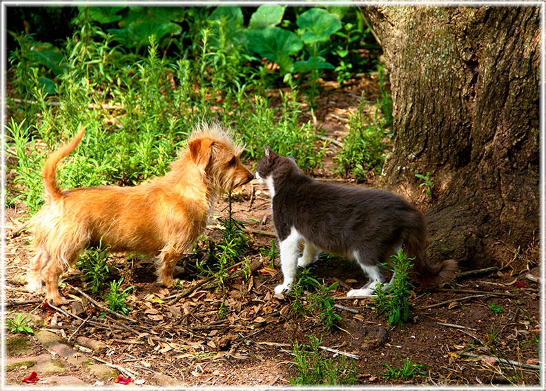 "entre perro y gato..." de Vernica Dana
