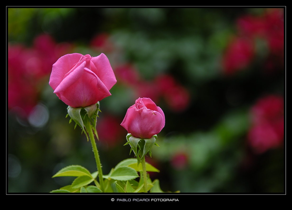 "Rosas para una Dama..." de Pablo Picardi
