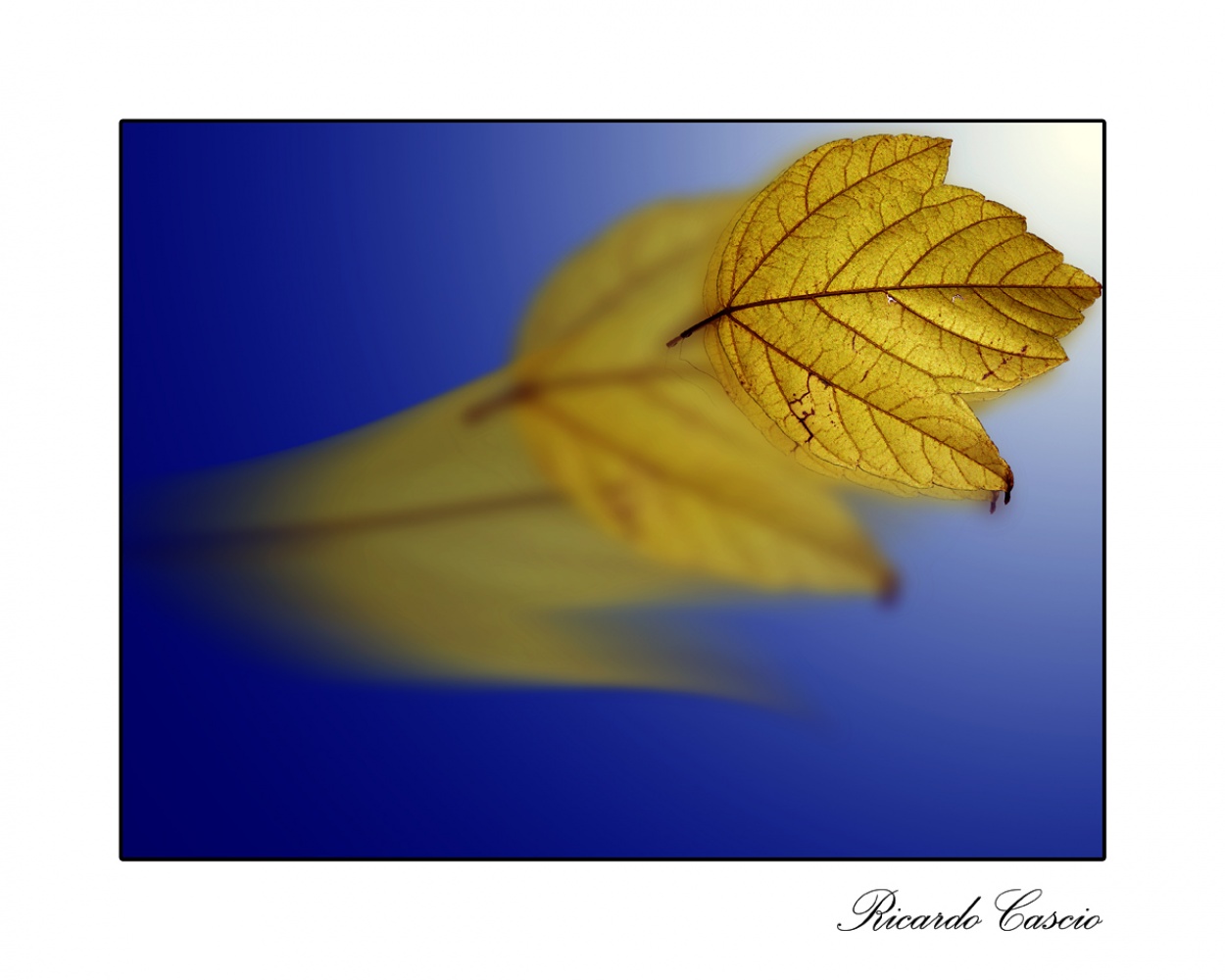 "Todas las hojas son del viento" de Ricardo Cascio
