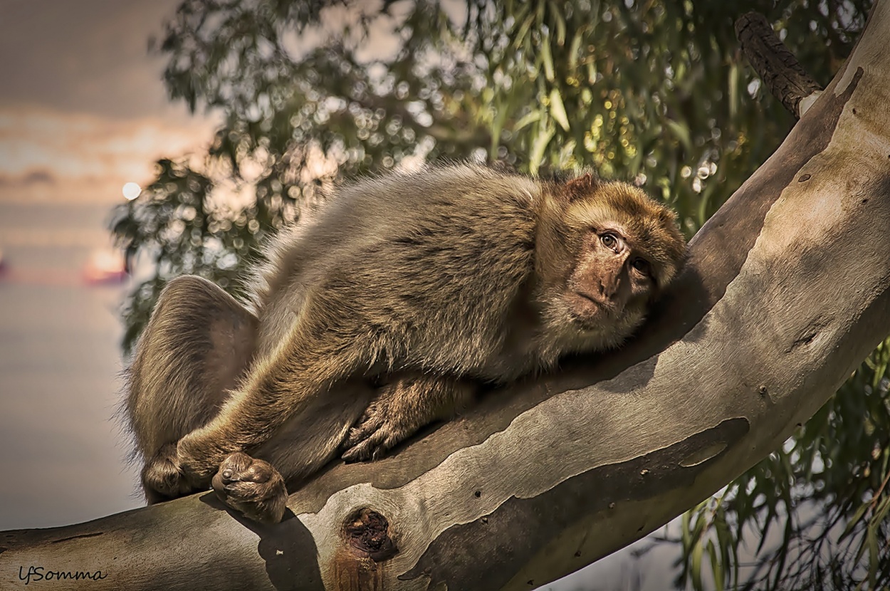 "Macaco de Gibraltar" de Luis Fernando Somma (fernando)