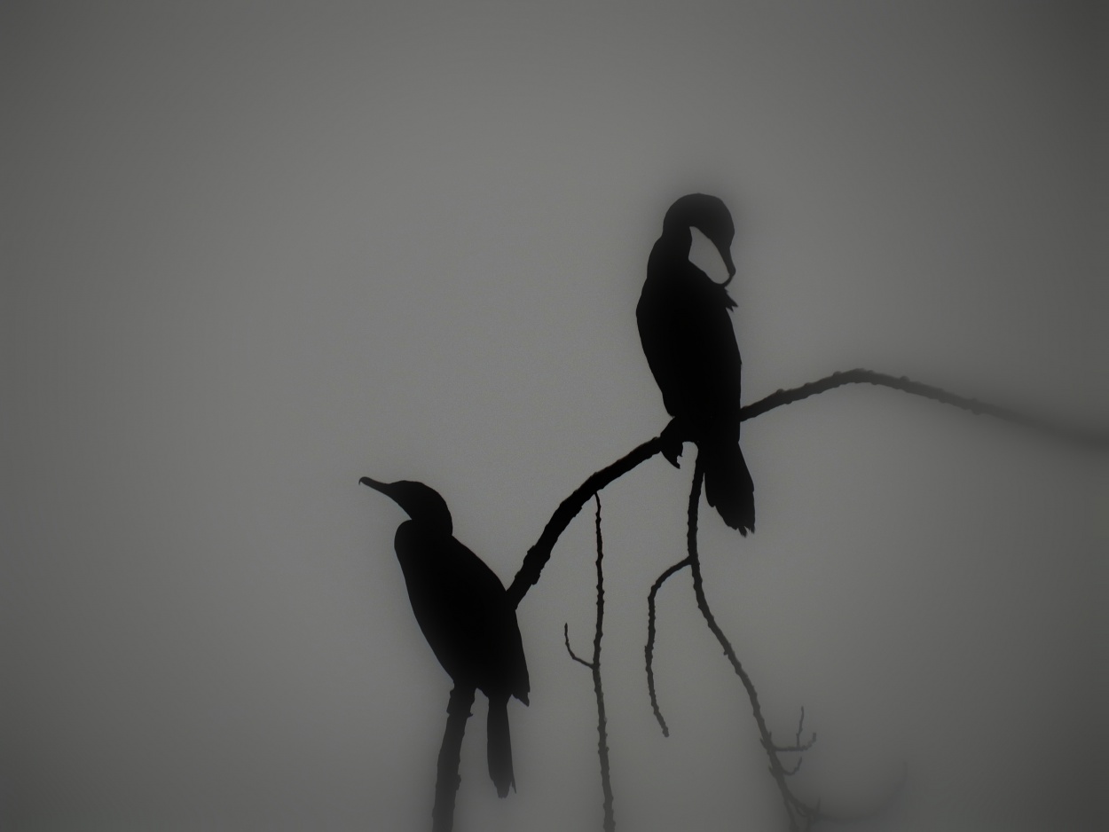 "`Amaneciendo en la niebla`" de Carlos Alberto Torres