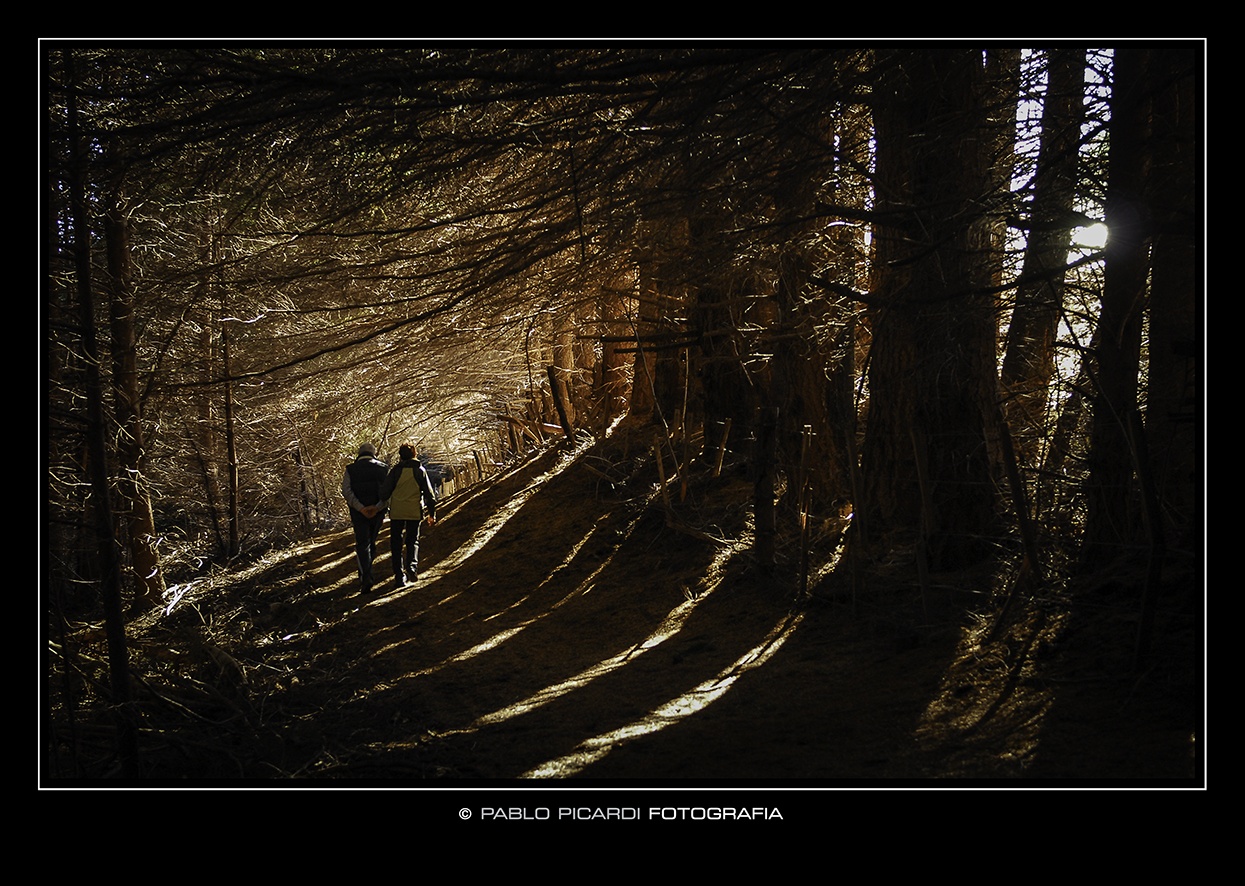 "Paseo por el bosque" de Pablo Picardi