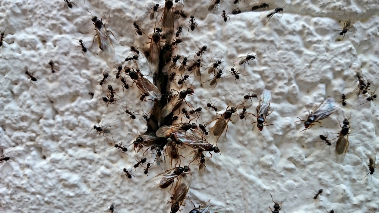 "hormigas voladoras" de Pascual Navarro