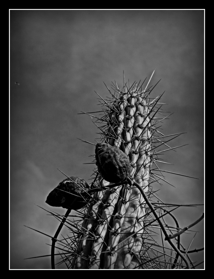 "cactus y tasi" de Marcos Pedro Escudero