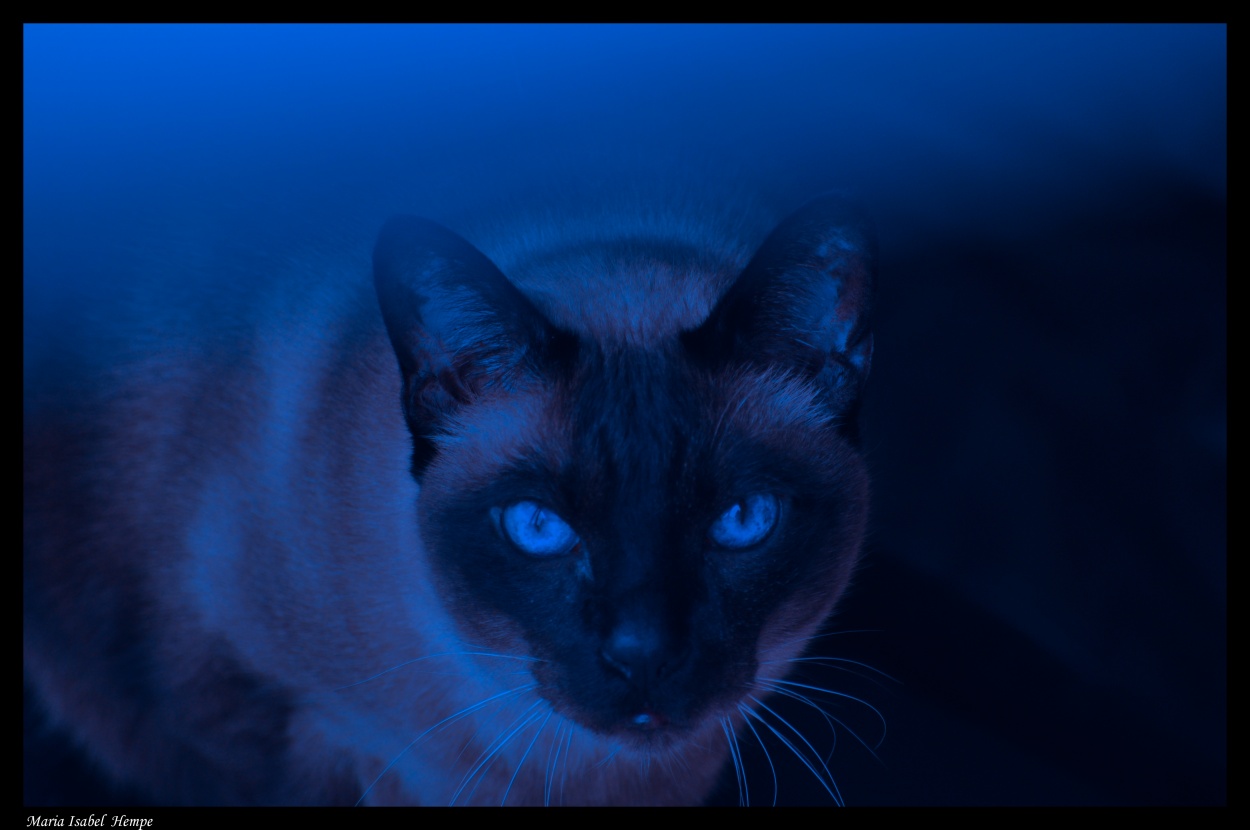 "Blue cat..." de Maria Isabel Hempe
