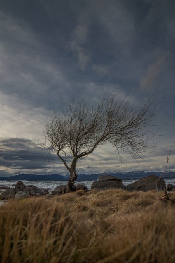 "Otros arboles, Bariloche, Lago Nahuel Huapi," de Fabio Cambronero