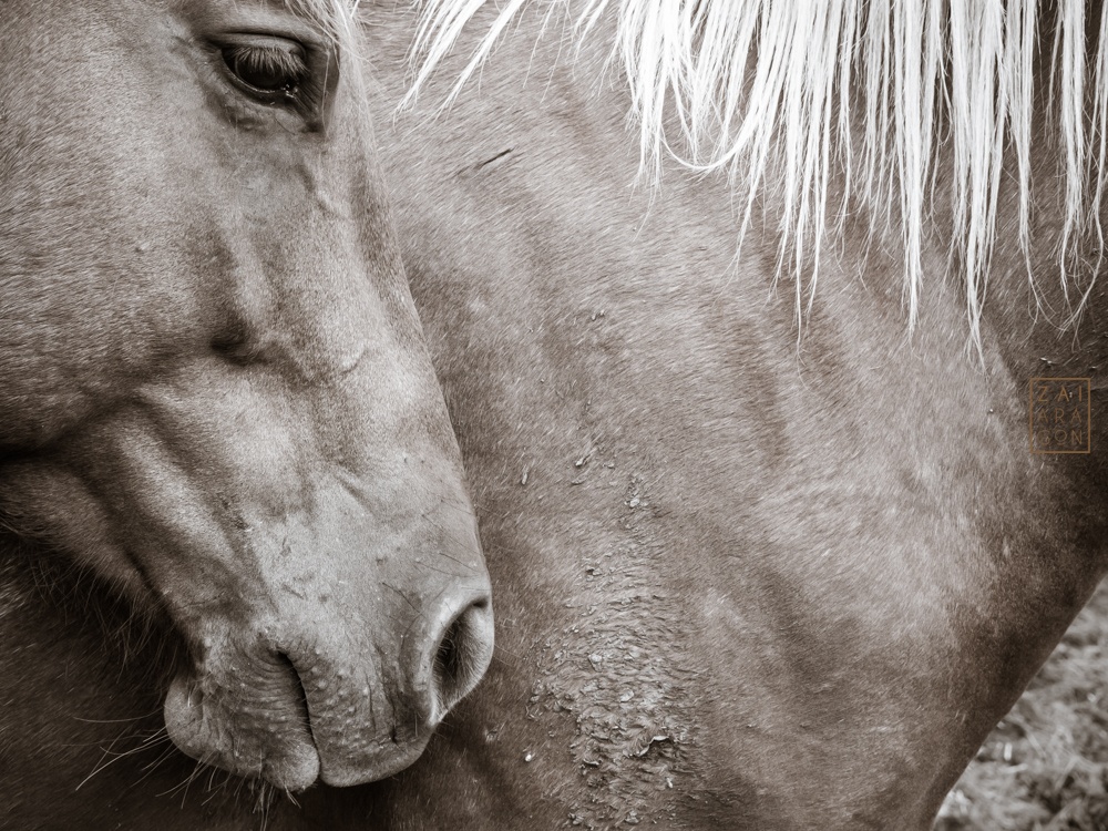 "Horse study I" de Zai Aragon