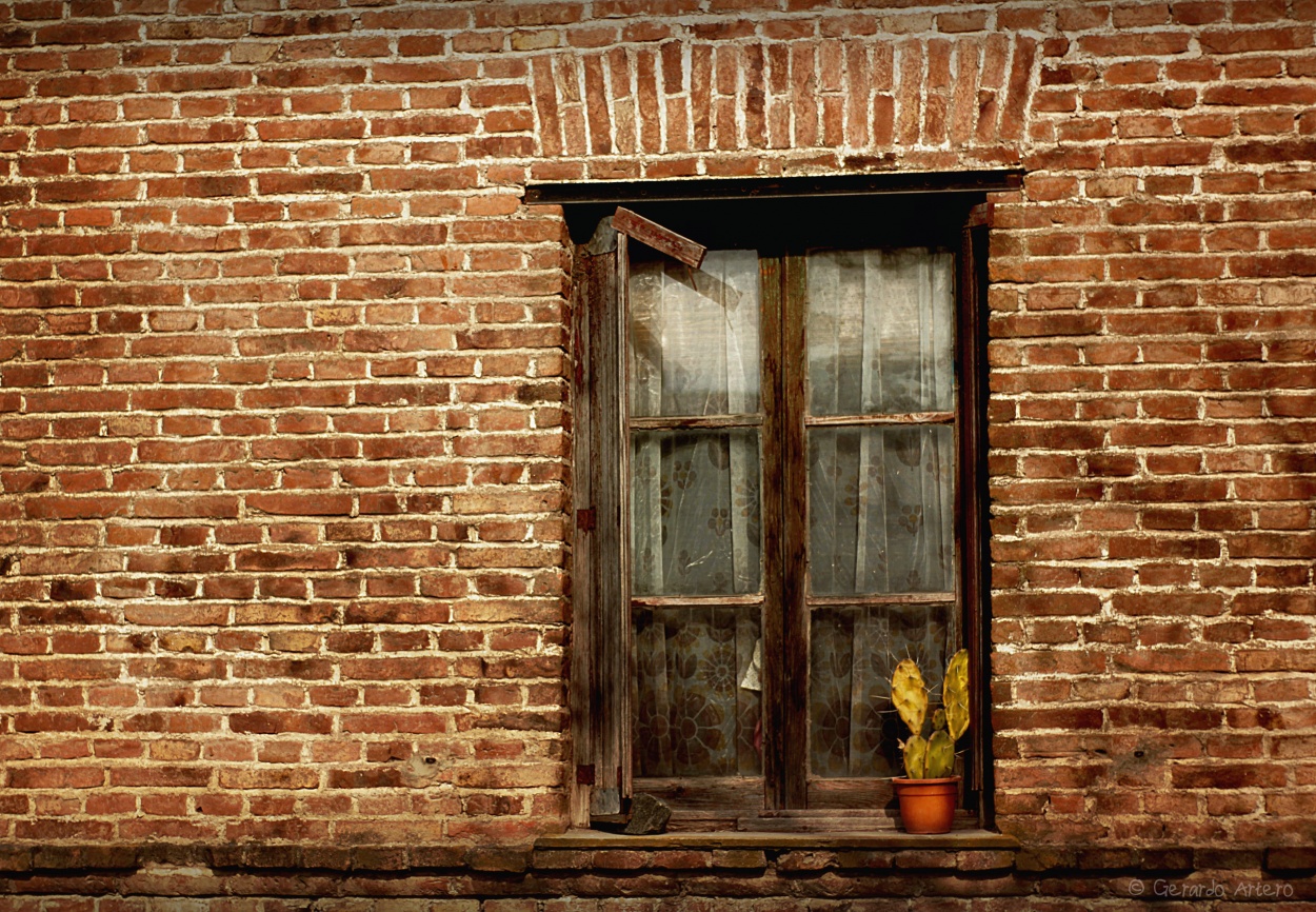 "El cactus y la ventana." de Gerardo Artero