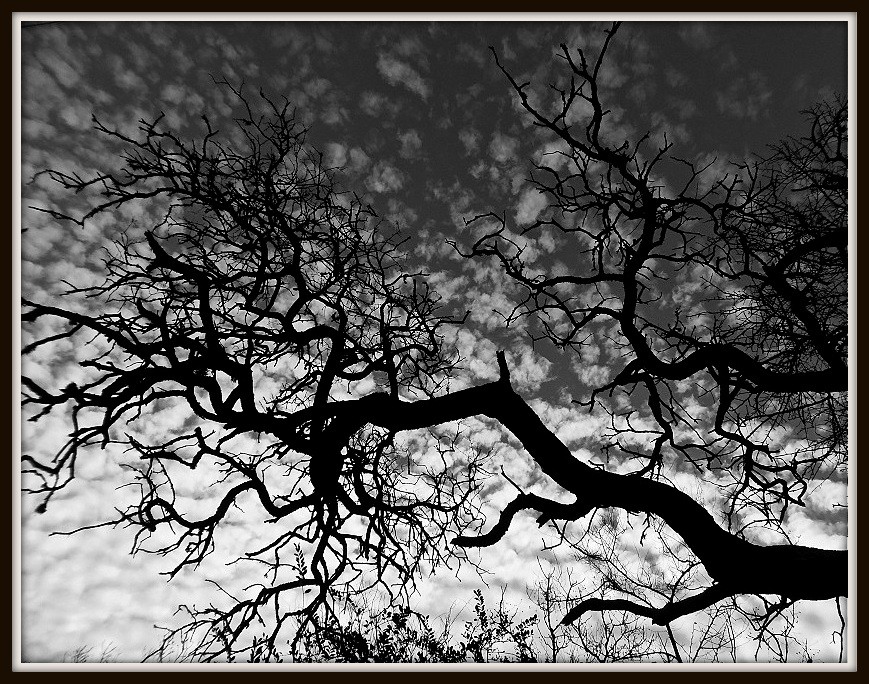 "hojas de nubes" de Marcos Pedro Escudero