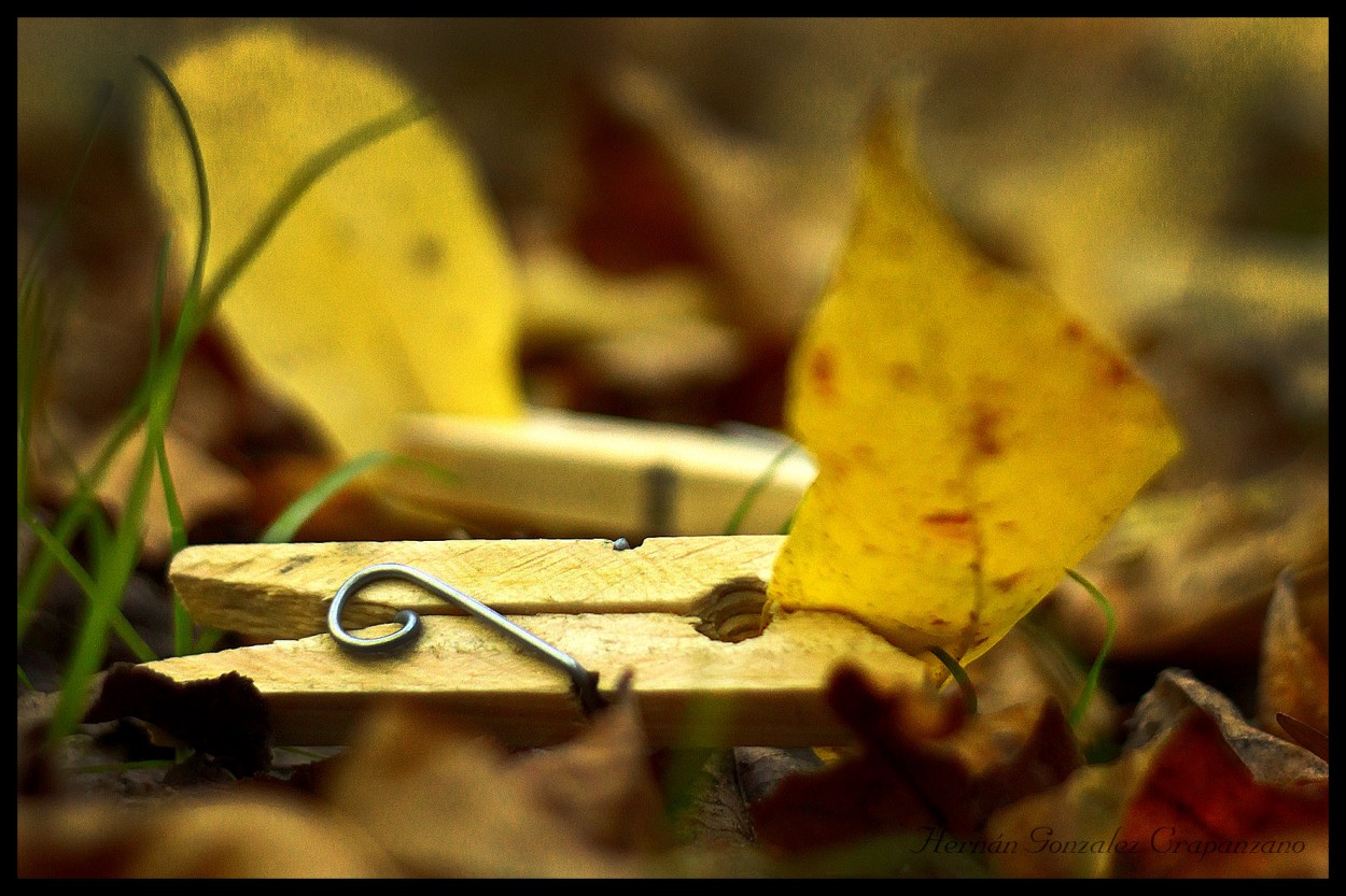 "Y se descolgaron las hojas ....." de Hernn Gonzlez Crapanzano