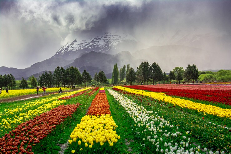 Fotorevista Sencillamente Fotos Campo De Tulipanes Trevelin De