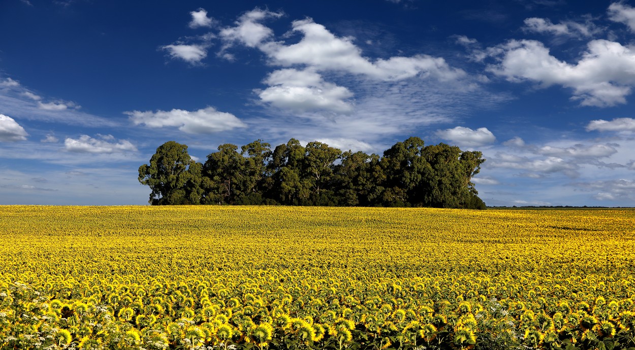 "Sunflower field" de Juan Carlos Barilari