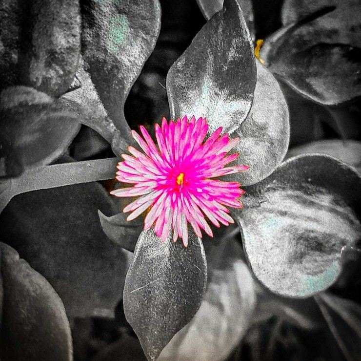 Fotorevista Sencillamente Fotos Nunca Son Suficientes Flores De