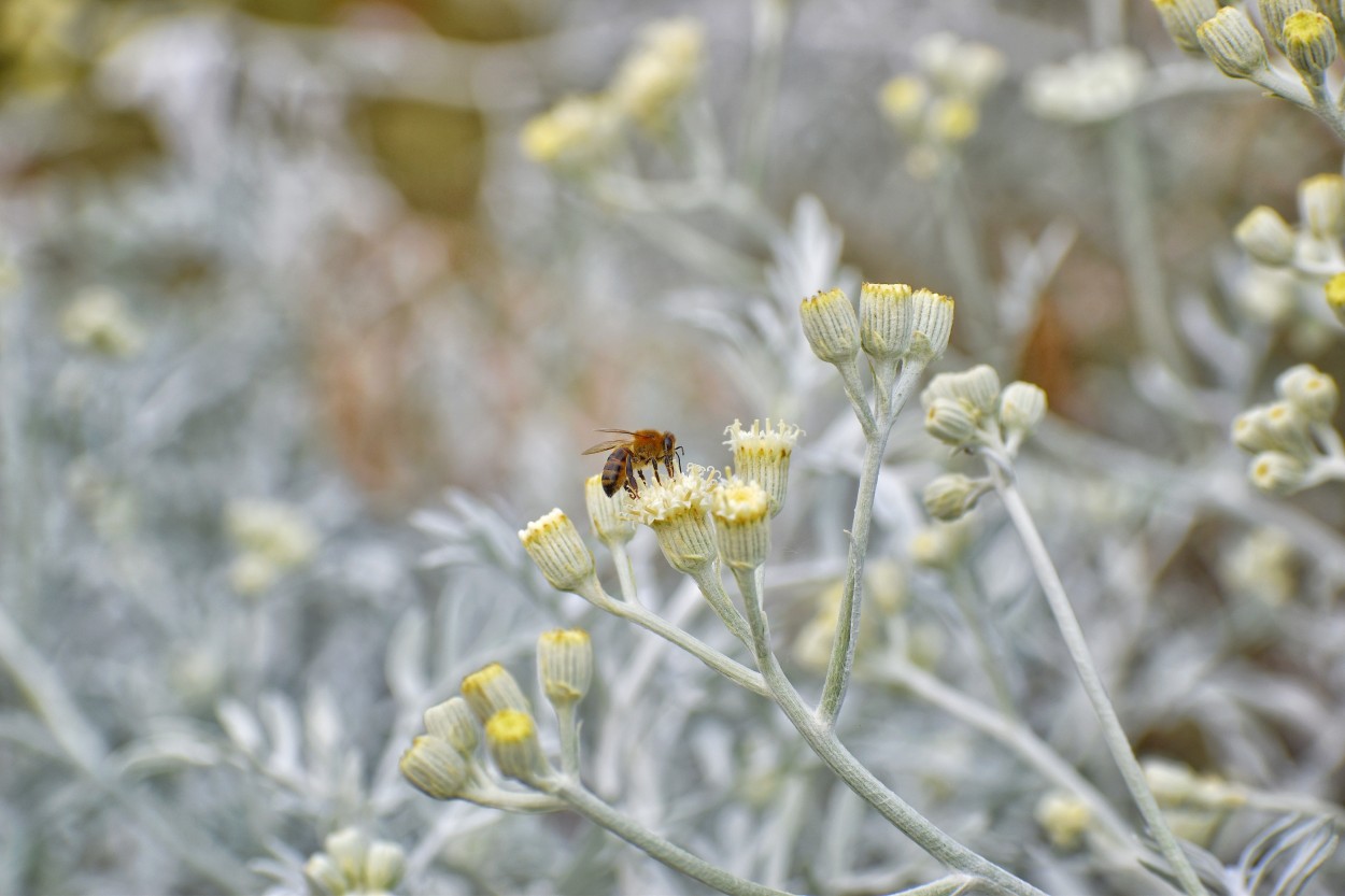 "Bee" de Carlos Manzano