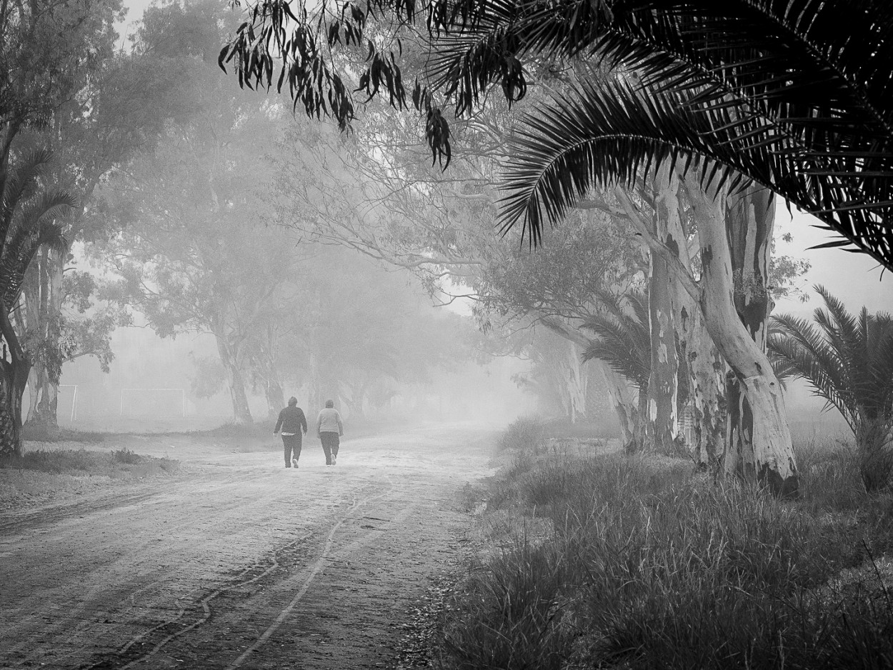"Un camino en la niebla" de Fernando Valdez Vazquez