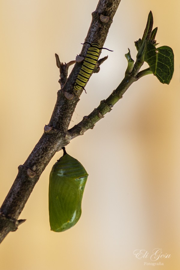 "pupa y oruga de mariposa Monarca" de Elizabeth Gesualdo