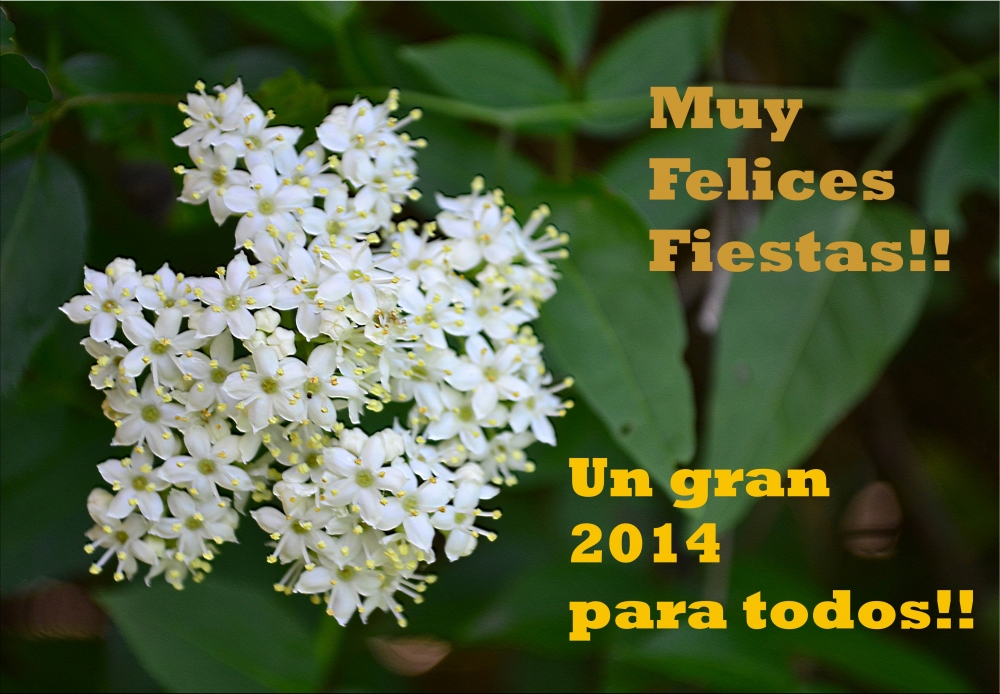 "Felicidades y un gran 2014!!" de Mercedes Pasini